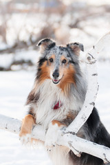 sheltie shetland sheepdog on the tree outdoor