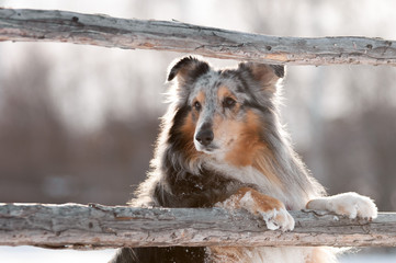sheltie shetland sheepdog on the tree outdoor