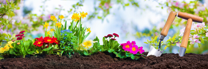 Planting spring flowers in sunny garden