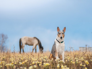 smooth collie and a horse pasque-flower snowdrop outdoor 