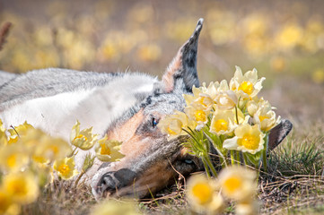 smooth collie and pasque-flower snowdrop rest outdoor 