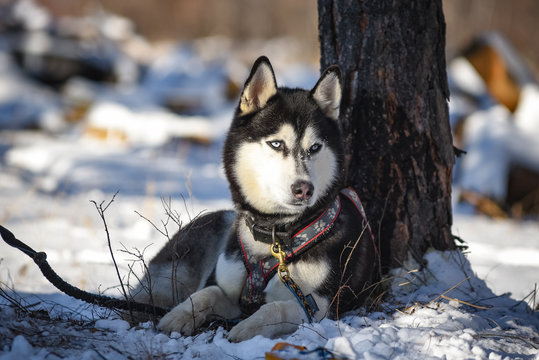 siberian husky sled dog resning outdoor near tree