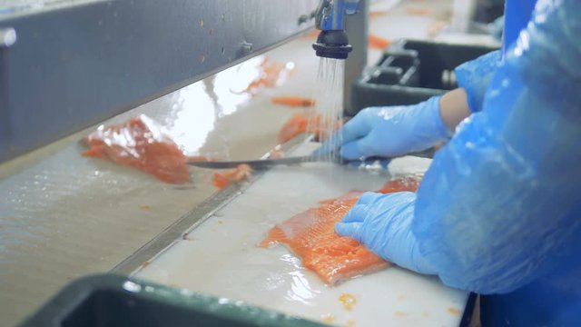 Pieces of trout are being cleaned and washed before transporting