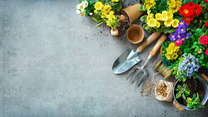 Gardening tools and spring flowers on the terrace - obrazy, fototapety, plakaty
