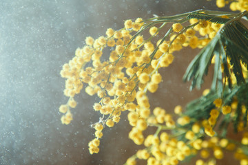 Fototapeta na wymiar yellow flower