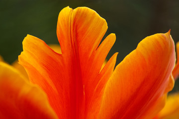 Orange Petal Abstract