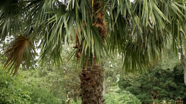 Cabbage Tree Palm, Lavistona Australis. PAN UP SHOT.