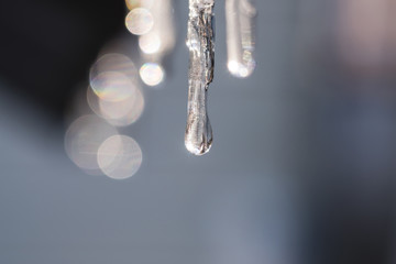 icicles background. icicle with drops of water. icicle melts in spring. 