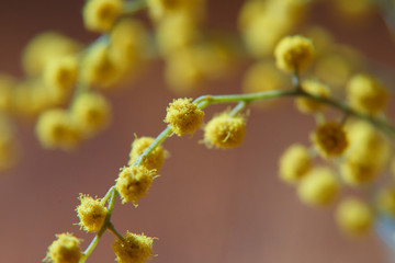 yellow flower
