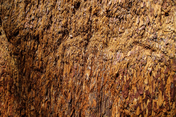 Close-up of bark of sequoia tree, Sequoia Park, California