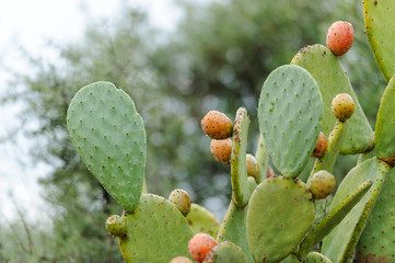 Opuntia ficus-indica con higos chumbos maduros