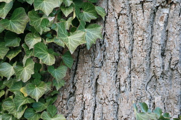 bark of a tree