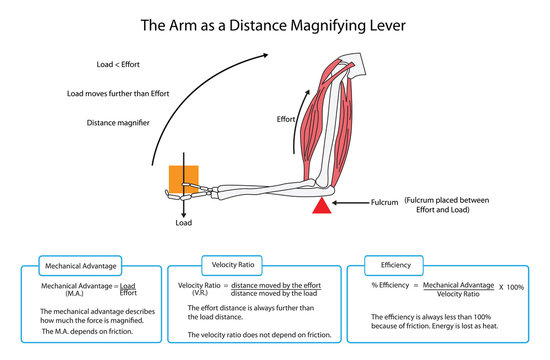 Fully labelled diagram of the arm as a distance magnifying lever. EPS10