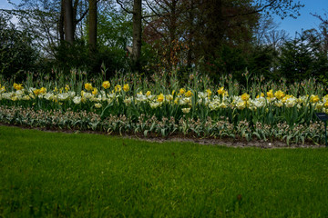 Netherlands,Lisse, White Yellow daffodils