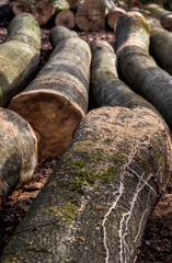 Fototapeta premium Brennholz 4 (Baumstämme)