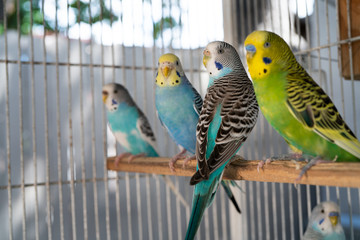  Australian parrots in a cage