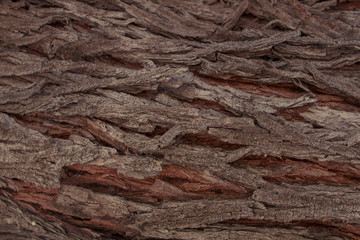 Textura Madera Texture Wood