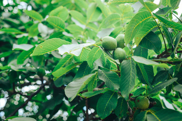Greek walnut fresh on a tree. Walnut Tree Grow waiting to be harvested.