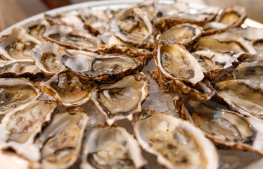 fresh opened oysters on plate arranged circularly