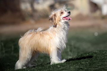  cute chinese crested dog powderpuff fun spring walk green grass