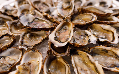 fresh opened oysters on plate arranged circularly