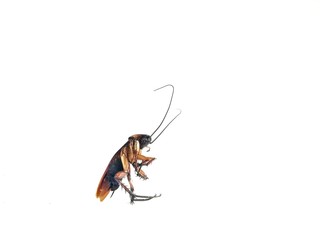 cockroach on white background.