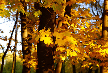 Yellow autumn branches of maple trees