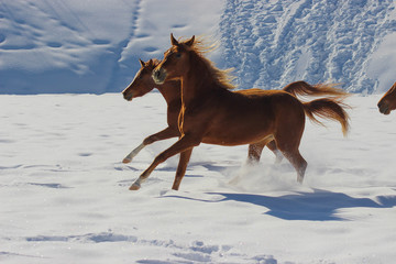 red horses run galloping in the snow in winter