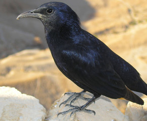 Bird on Masada fortress, Dead sea, Israel