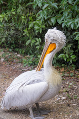 Pelican is walking in the Park