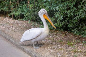 Pelican is walking in the Park