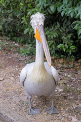 Pelican is walking in the Park