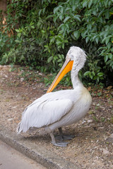 Pelican is walking in the Park