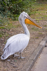 Pelican is walking in the Park