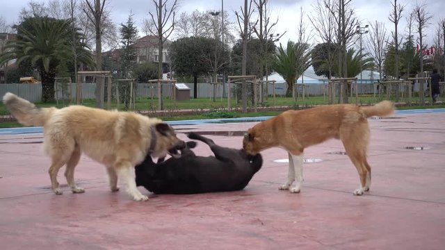 Tuzla, Istanbul, Turkey - 12th of January, 2018:  4K Mongrel dogs play on the street