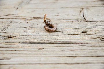 little earthworm on wooden background