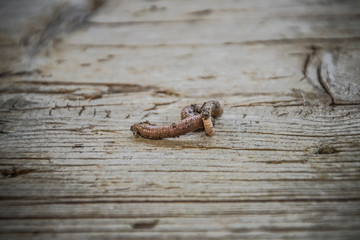 little earthworm on wooden background