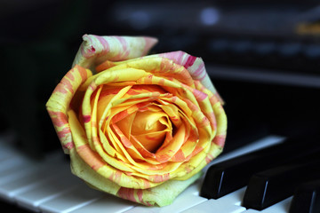 Orange rose on piano so close