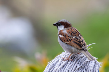 Sparrow