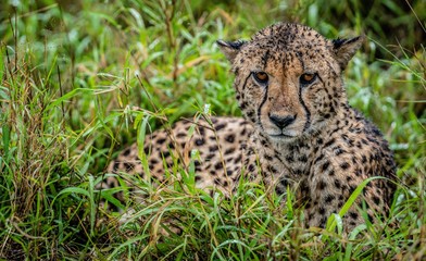 Cheetah laying in grass in the rain