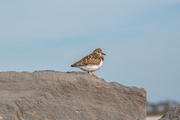 sanderling
