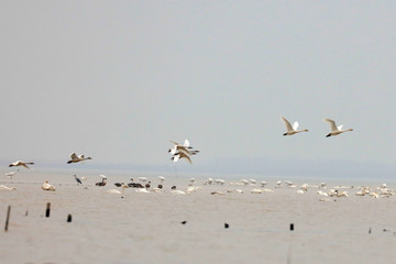 Migratory swan wintering in China's inner lake