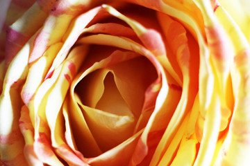 Close up of a yellow and red rose
