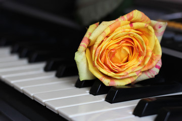Orange rose on piano so close