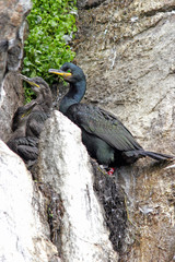 Cormorants