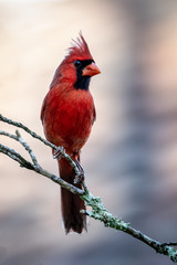 Northern Cardinal 01