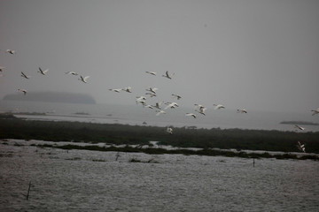 Migratory swan wintering in China's inner lake