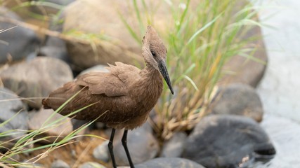 Hammerlock bird at rivers edge 