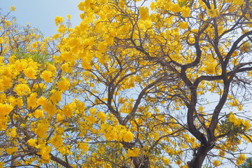 Beautiful Tabebuia chrysantha (Golden Tree, Golden Trumpet Tree, Yellow Pui) blossom blooming on tree with blue sky background.