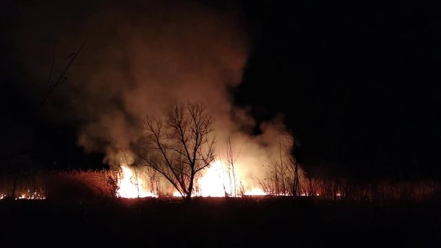Fire night tree burns